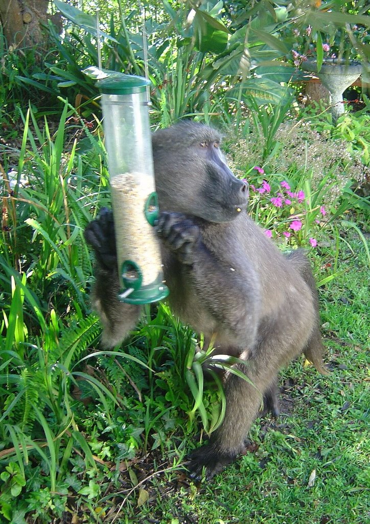 Chacma Baboon in our Garden: "Zounds! Foiled again!" by Hazel Coetzee