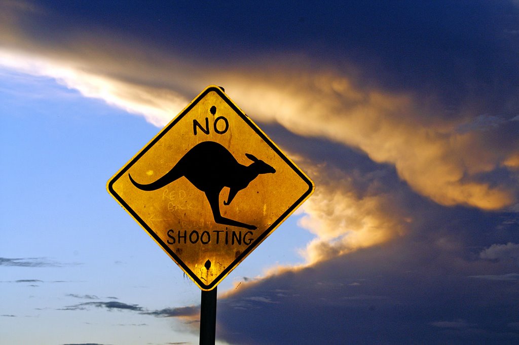 No kangaroo shooting by Matej B