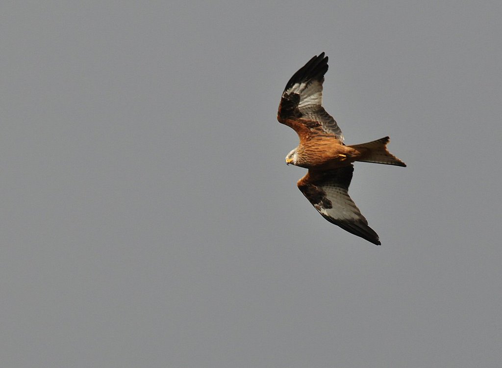 Red Kite by David Humphreys