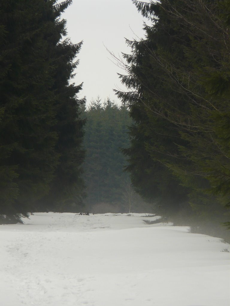 Dernière neige dans les Fagnes by Rudy Pické