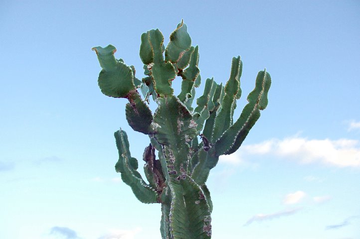 Fundación César Manrique (Lanzarote) by Carlos Ramírez loren…