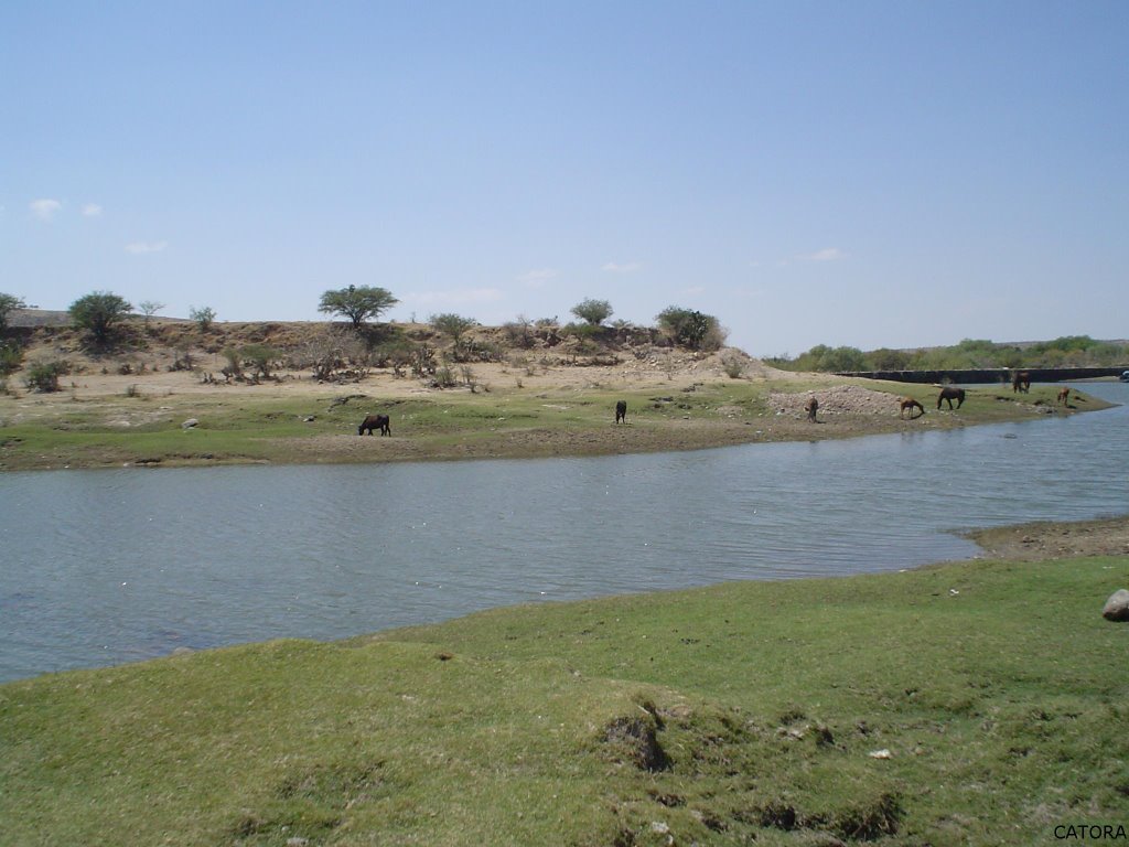 Caballos en la represa by CaToRa