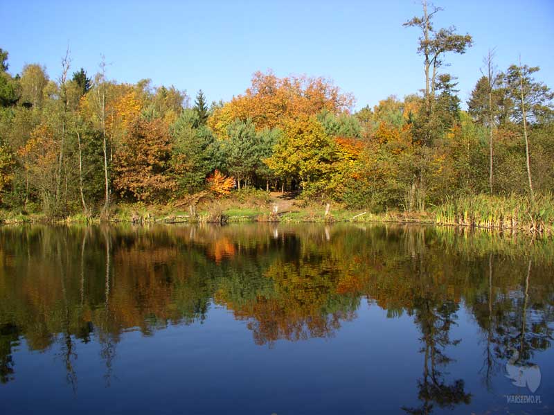 Warszewo, a lovely view of small lake in Puszcza Wkrzańska/ piekny woidok na małe jeziorko ukryte w Puszczy Wkrzańskiej FROM: http://www.warszewo.pl/ by sledziu