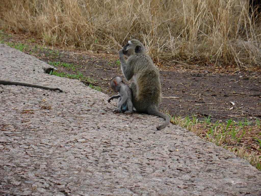 Simbabwe - Victoria Falls - Affen by Wolfgang Spillner