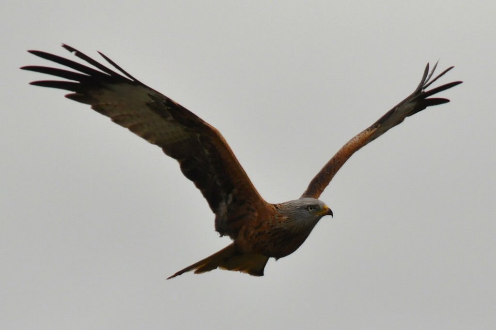 Red Kite by David Humphreys