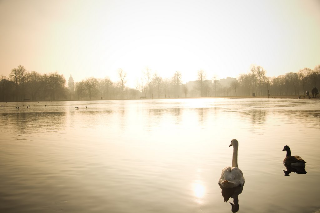 Ducks by Luca Negri