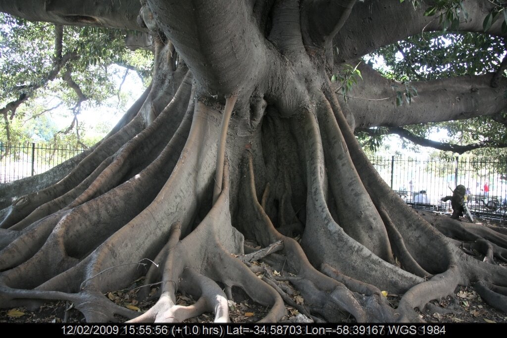 Buenos Aires 27 - La Recoleta - Ficus Elastica Roxb géant planté en 1800 by Pierre Marc