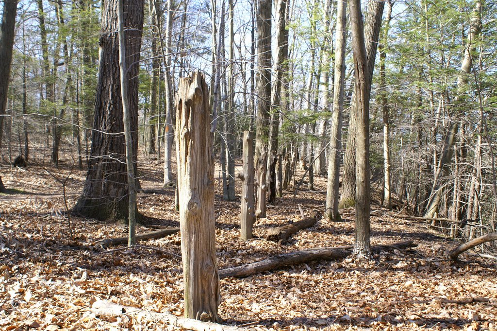 Old Fence Row by Jason Neely