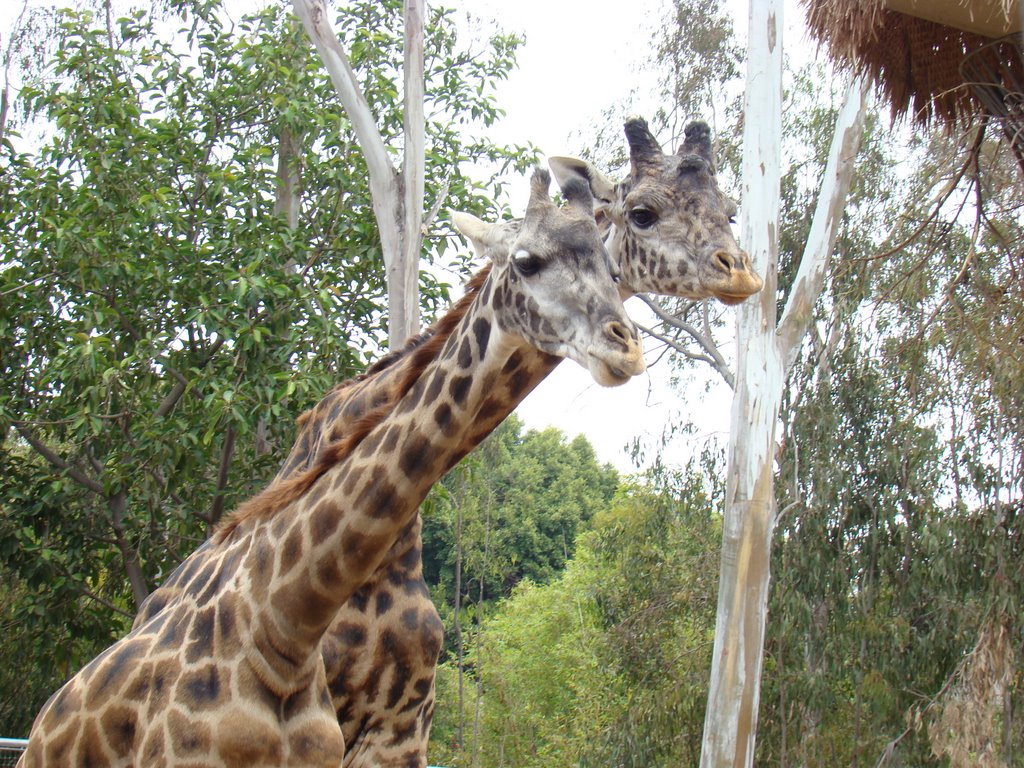 Giraffe Couple,San Diego Zoo by NKumar