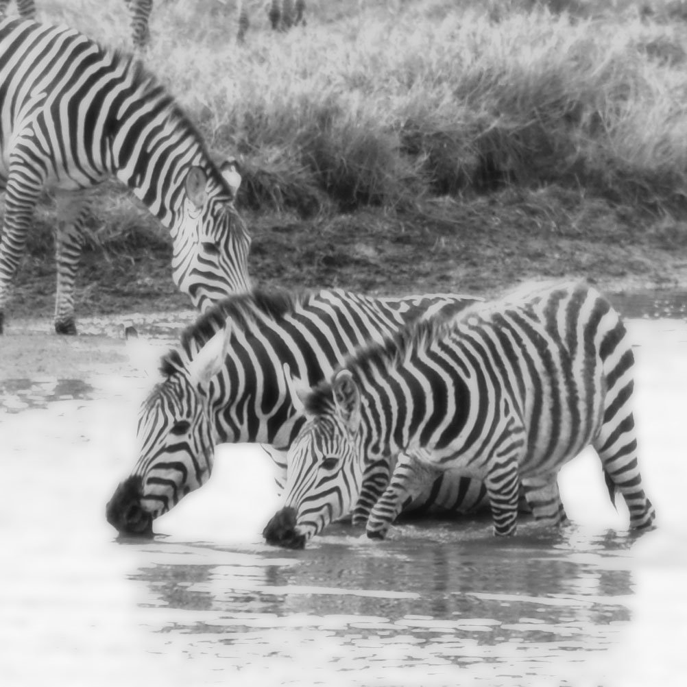 Serengeti, Tanzania CRS by cristinamarinelli@ya…