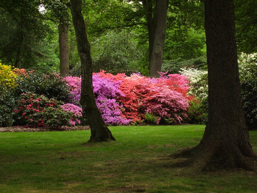 Rhododendronpark Bremen by anasazy