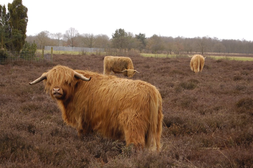 Highland cattle at 4 meters by Nico Huising