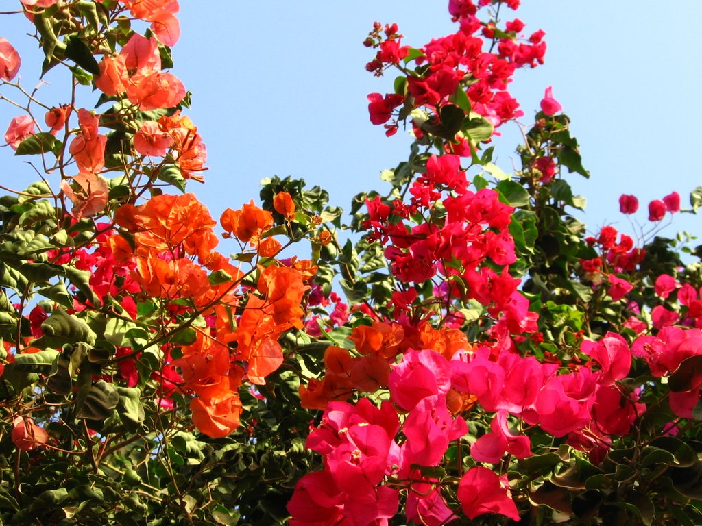 Flowers in Agadir by Rafał Jaeschke