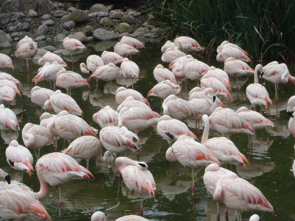 San Clemente del Tuyú. Mundo Marino. Flamencos by Oscar Sacchi