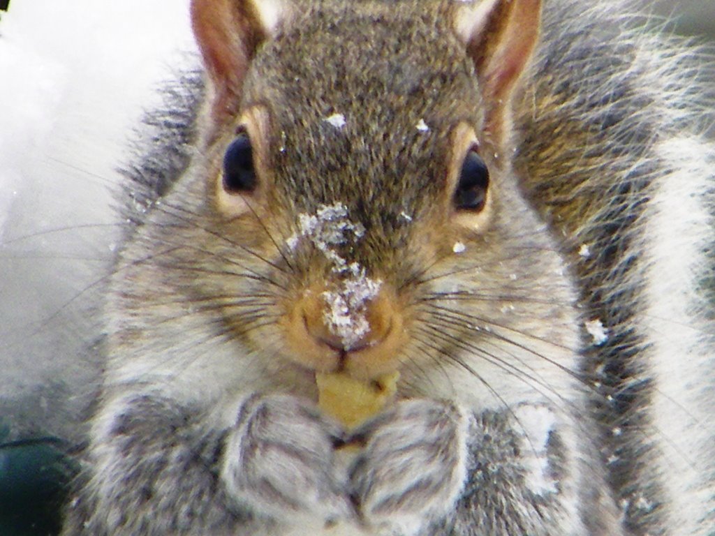 Rocky by Neil Guercio - NJ, USA