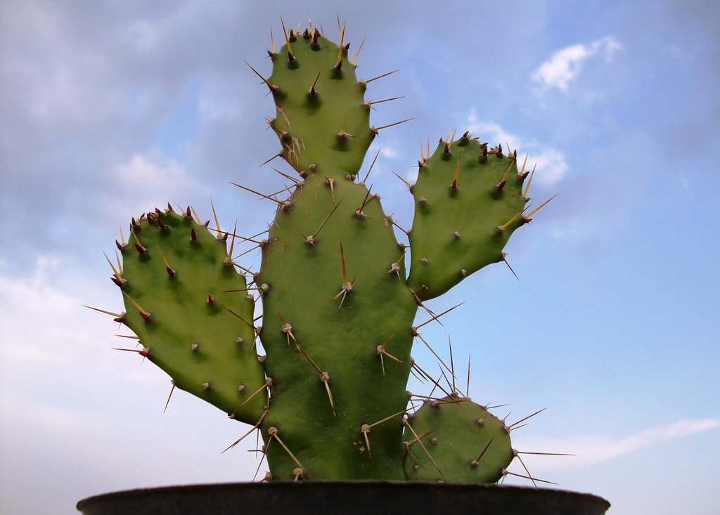 Opuntia by Eduardo Pérez Valdez