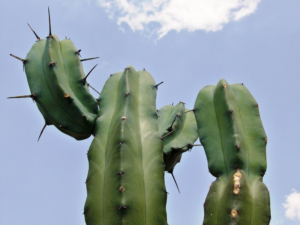 GARAMBULLO Myrtillocactus geometrizans by Eduardo Pérez Valdez