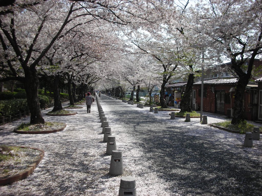 Toyokawa - Flor de Cerejeira (Sakura) by mts200105