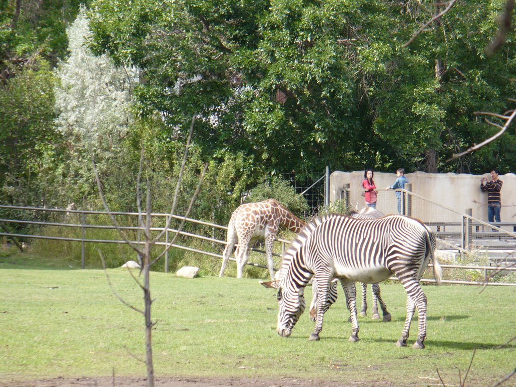 Zebras, Calgary Zoo by ChrisStubbs