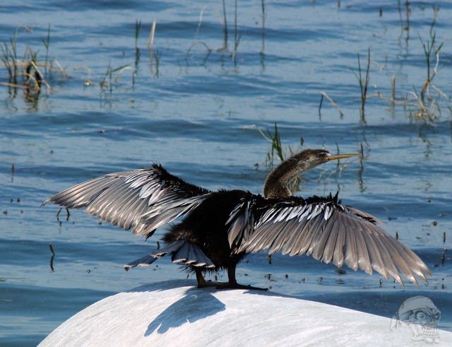 This Anhinga is enjoying the noon time sun by Sawman