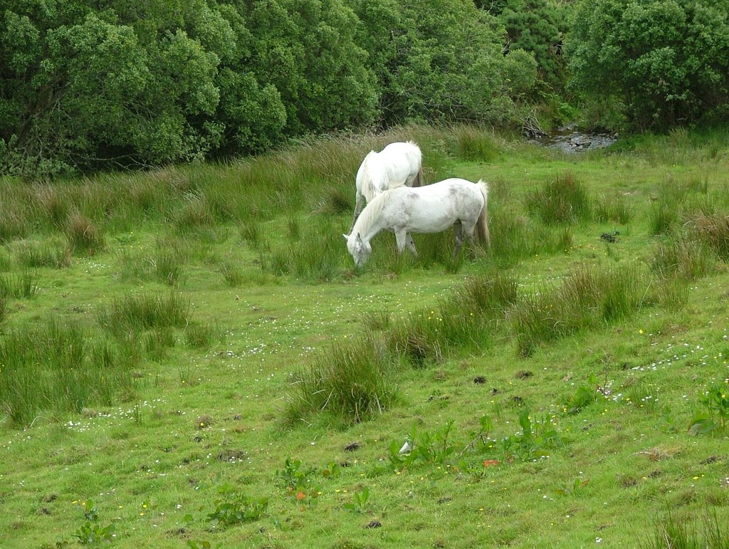 PONY'S IN CONNEMARA NATIONAL PARK by johanvanbetsbrugge