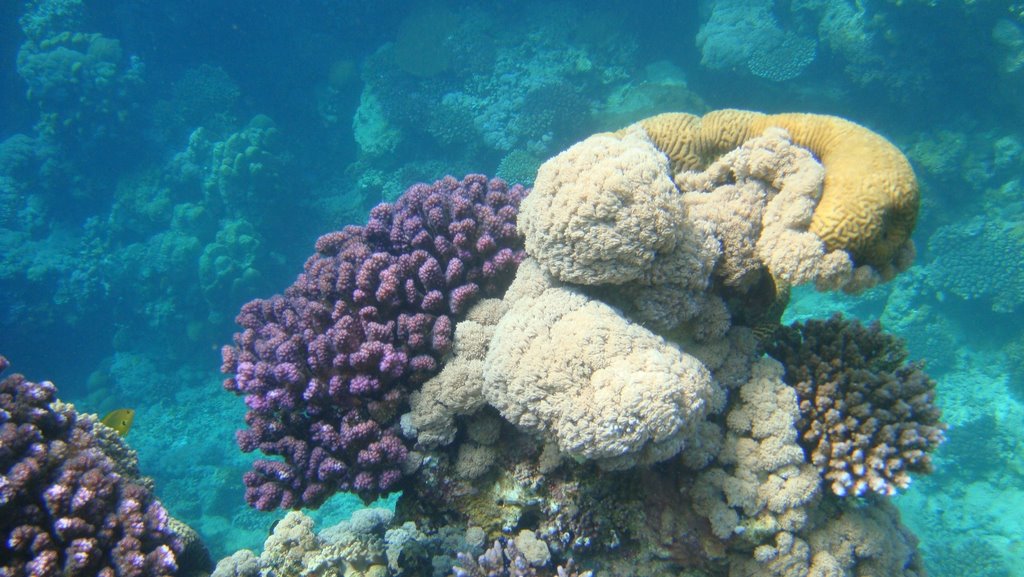 Corals in jeddah by surferjack