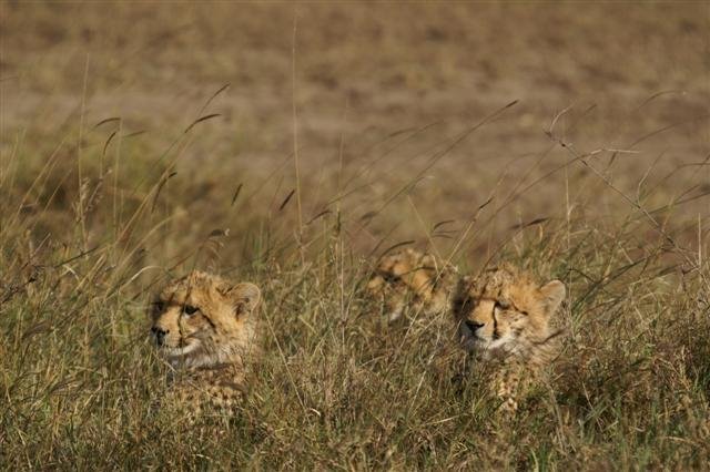 Cheetah family by Duintjes