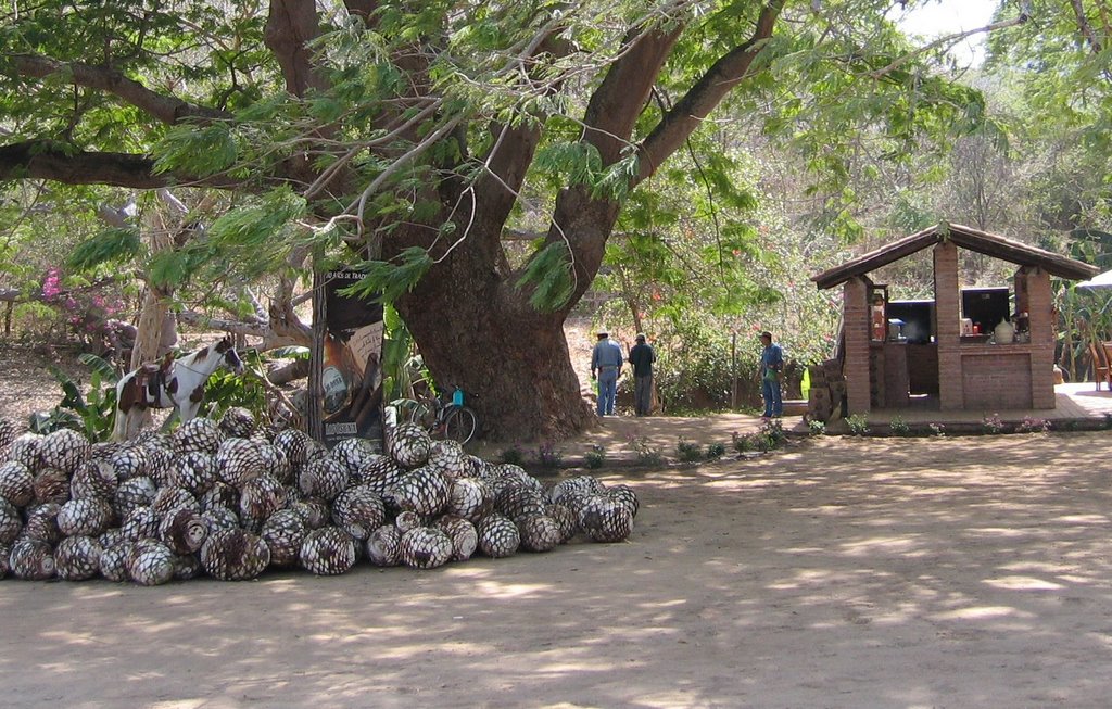 Agave roots at Los Osuna Tequila Factory by d_grafstrom@centuryt…