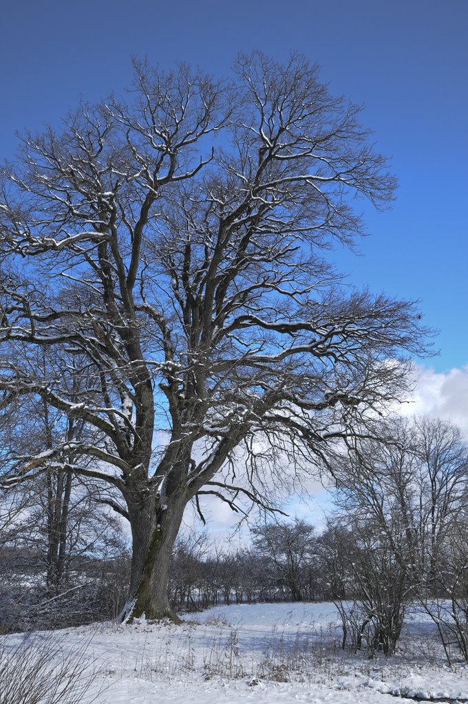 Winter in Watt near the Katzensee by Urs Baumgartner