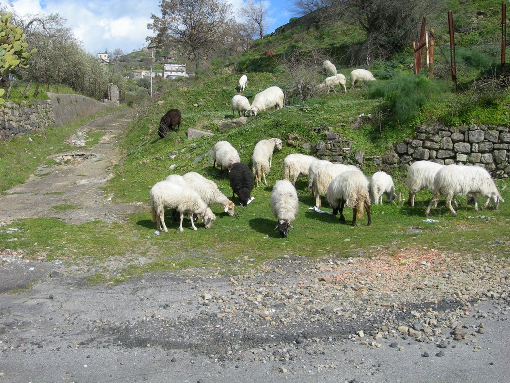 Castiglione di Sicilia by Lycia Miszkie