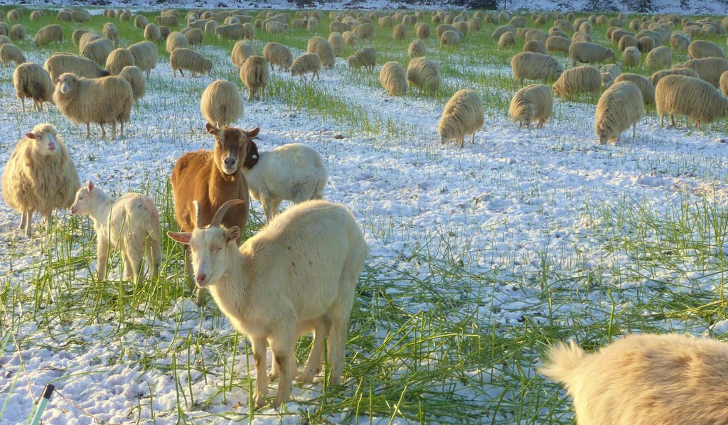 Familie Ziege zu Gast bei Familie Schaf... by Lothar for Panoramio