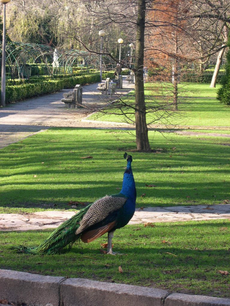 Parque Isabel la Catolica by lola