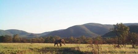 Pilanesburg Elephant by Ron Jolley