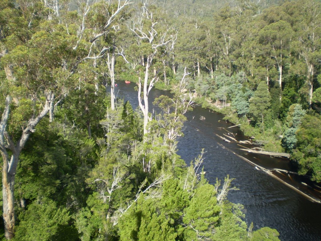 Tahune Forest Airwalk by VladROM