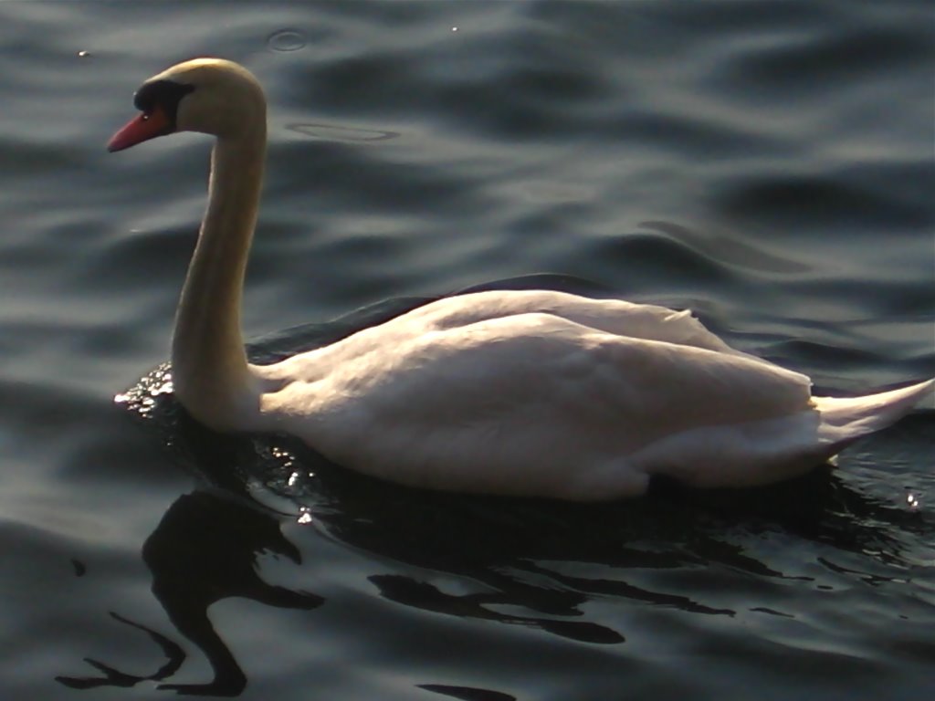 A passeggio sul lago... by simone.alboresi