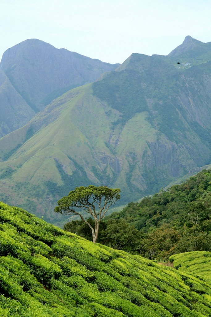 Munnar, Kerala 685612, India by Abdul Manaf