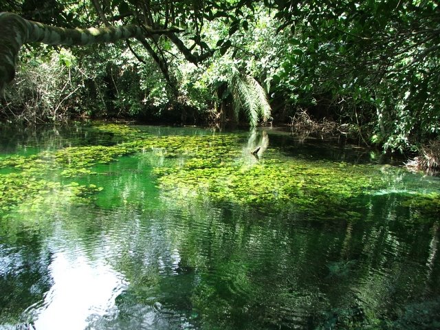 Baia Bonita - Aquário Natural - Bonito by R. Sotolani