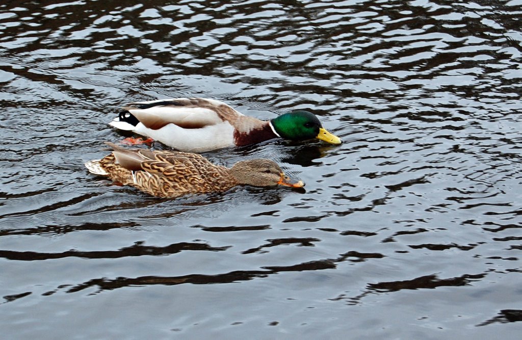 Synchronised Swimming at This Year's Stavanger Olympics by Amelia Royan