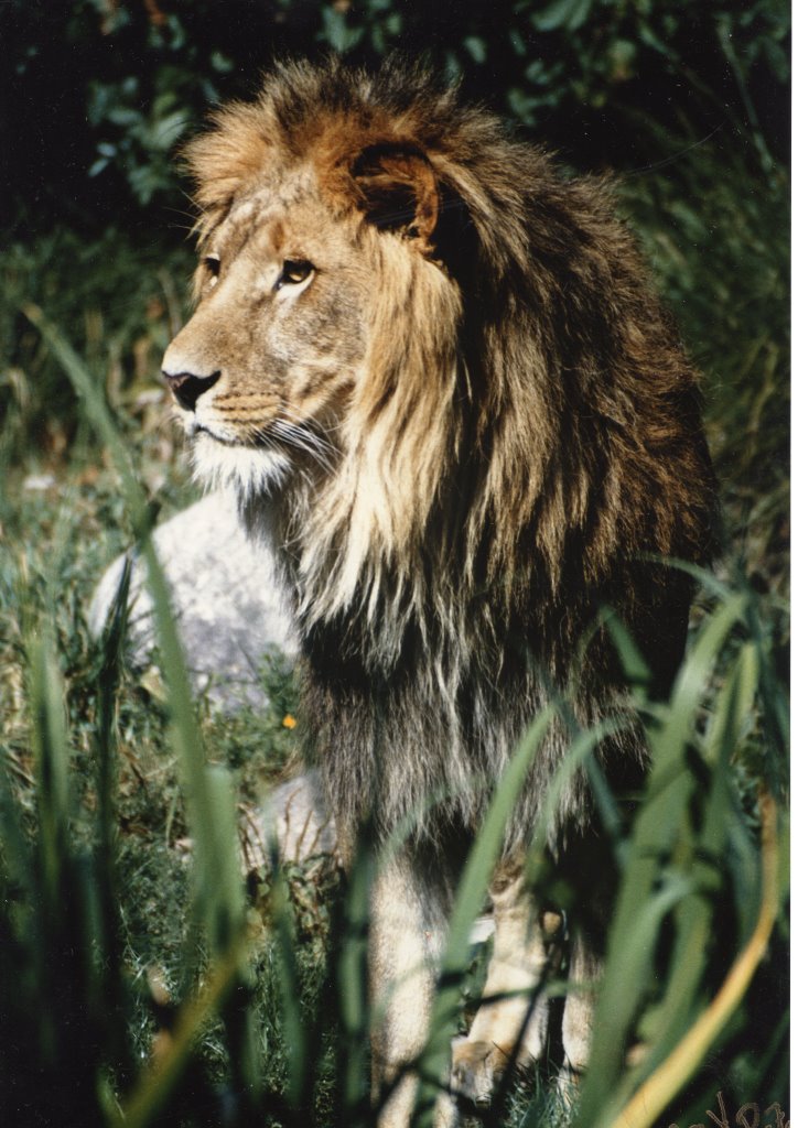 Lion at ZOO Karlsruhe by der_HifiFreaK