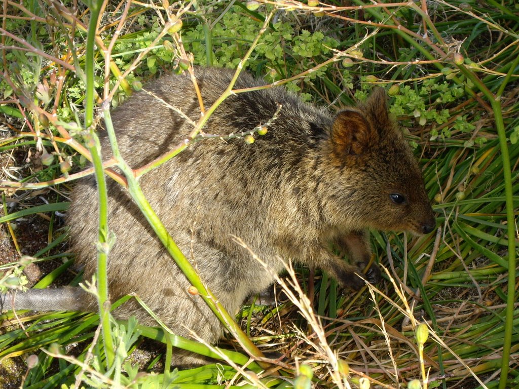 Rottnest Island-Quokka by lubo bartos