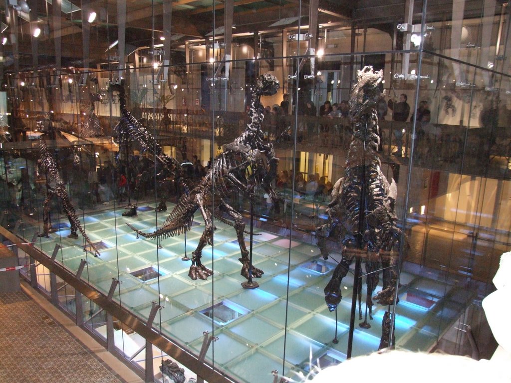 Dinosaurs - Museum voor Natuurwetenschappen by bertinpeeters