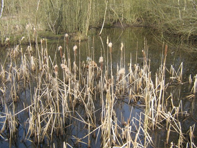 The straight-looking water plants by Robert'sGoogleEarthP…