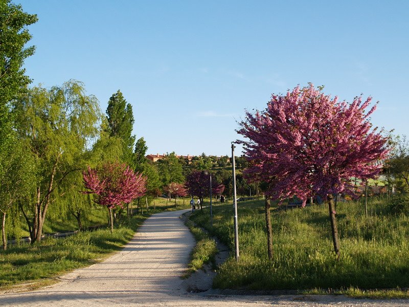 Parque by J. L. Ayuso