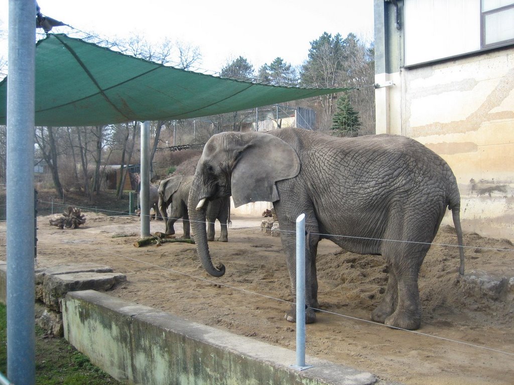 Elefanten im Erfurter Zoo by eplappert