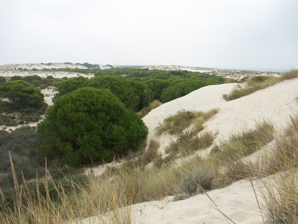 Dunas móviles, Doñana 2004 by PepeTenorio