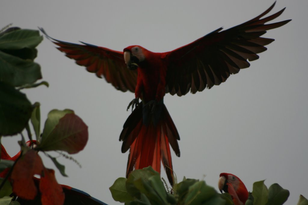 Provincia de Puntarenas, Playa Hermosa, Costa Rica by Flore Víquez