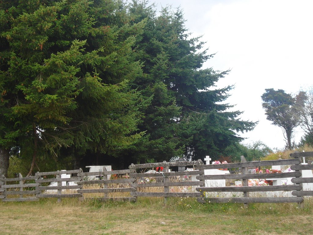 PINOS EN EL CEMENTERIO DE AUCAR,CHILOE by georgina guichaquelen