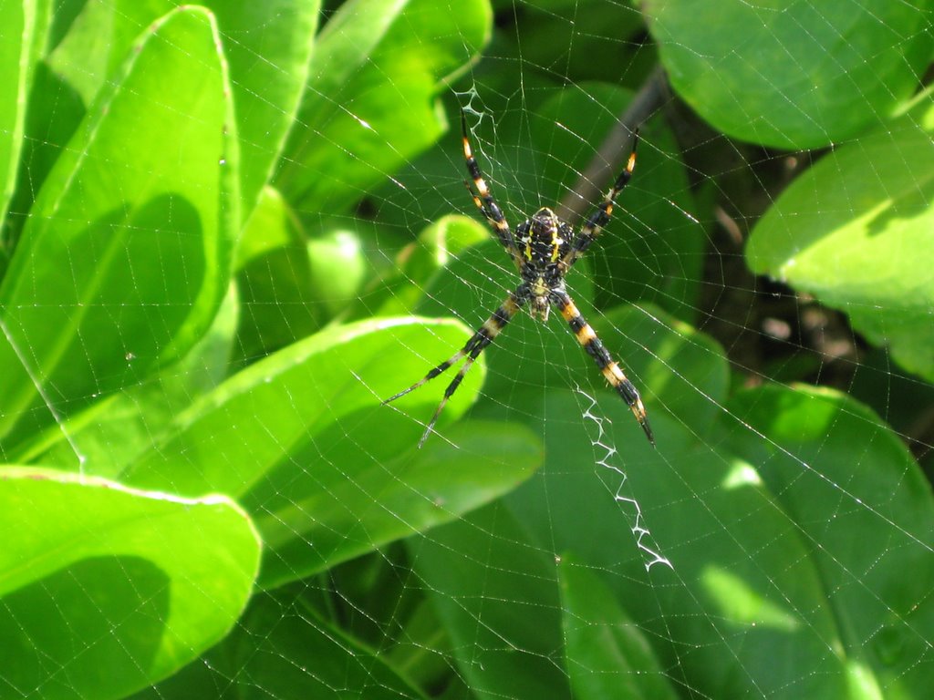 Spider Web at Kapalua by atpark333