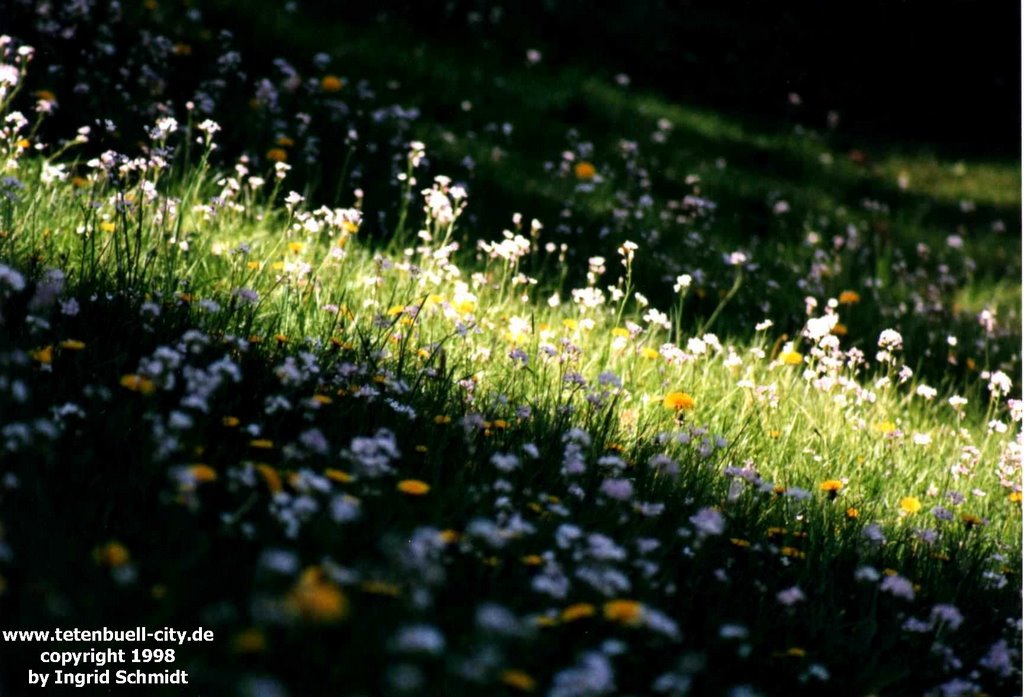 Wiese im Stadtpark by tetenbuell-city