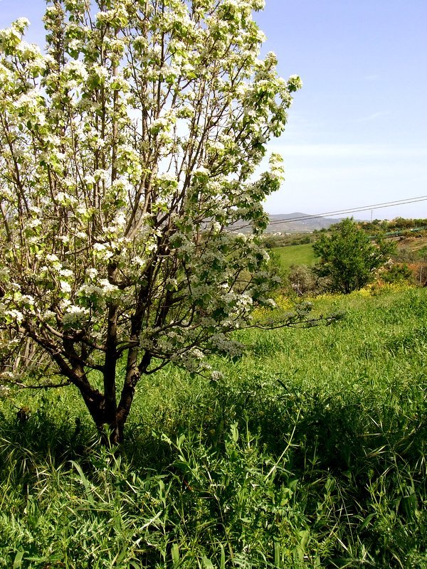 Peral en flor by Mayte Ruiz